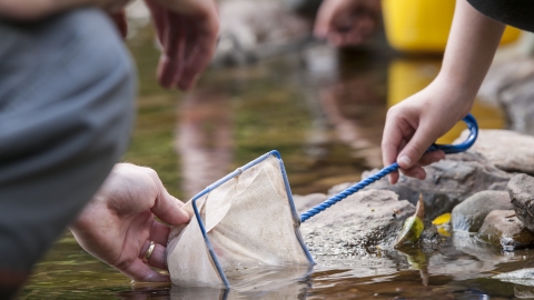 River Dipping