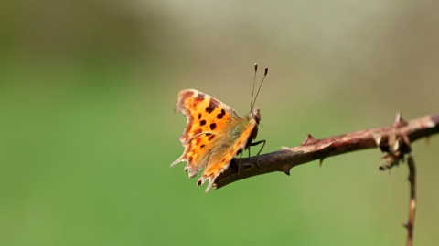 Comma butterfly