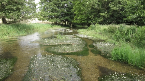 Tewinbury Nature Reserve