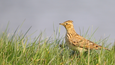 Skylark
