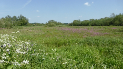 Thorley Wash Nature Reserve