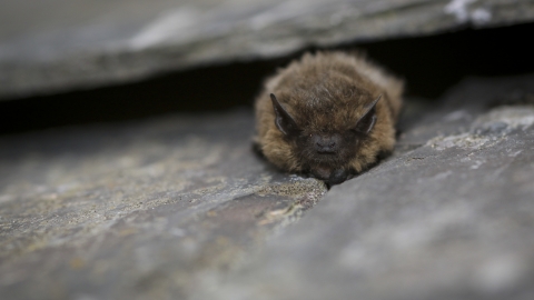 Common pipistrelle bat