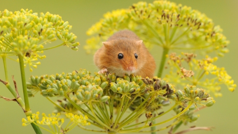Harvest mouse
