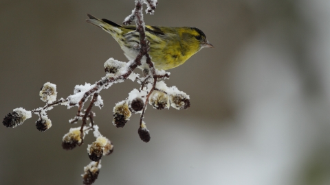 Siskin
