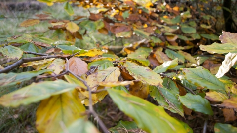 Autumn leaves