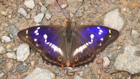 Purple emperor