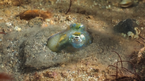 Little cuttlefish