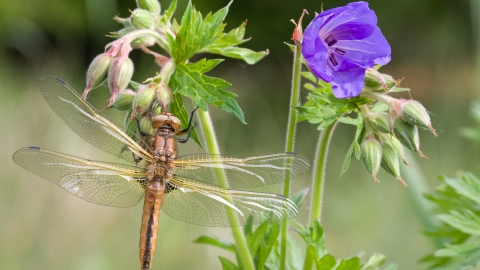 Dragonfly - scarce chaser