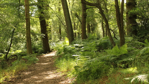 Fir and Pond Woods Nature Reserve