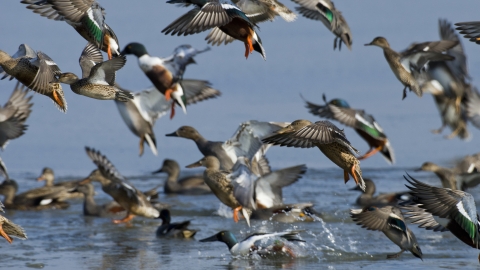 Shovelers, gadwalls and teal