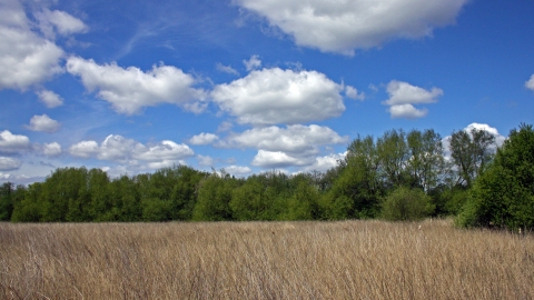 Springwell Reedbed Nature Reserve