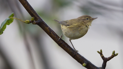 Chiffchaff