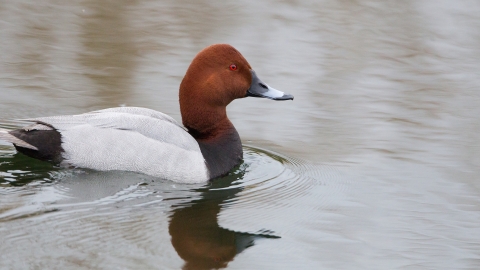 Pochard
