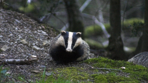 Badger