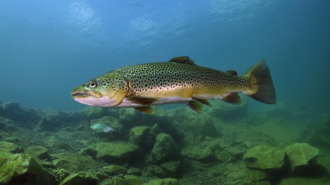 Brown trout