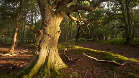 Veteran tree