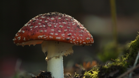 Fly agaric (Amanita muscaria)