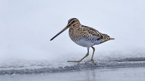 Snipe (c) Andy Rouse/2020VISION