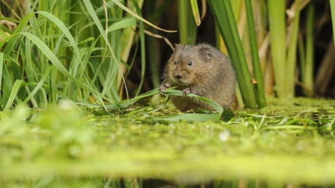 Water vole (c) Terry Whittaker