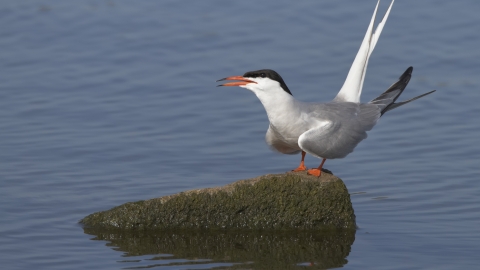 Common tern