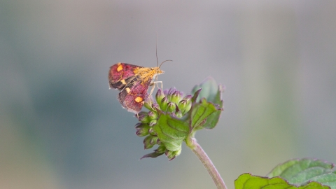 Mint moth