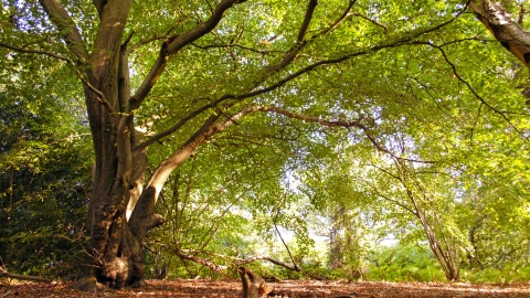 Old Park Wood in autumn