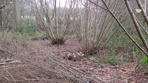 Hazel Coppice Old Park Wood