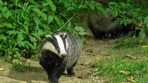 Badger