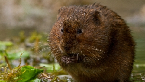 Water vole