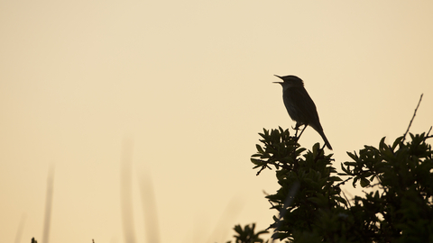 Dawn Chorus Bird