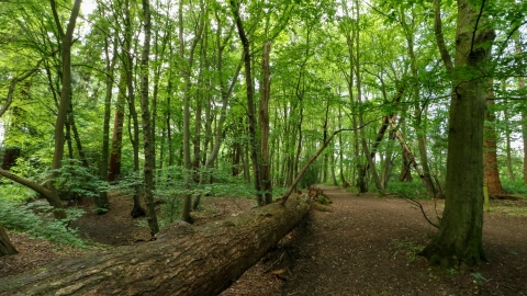 Gobions Wood (c) Josh Kubale