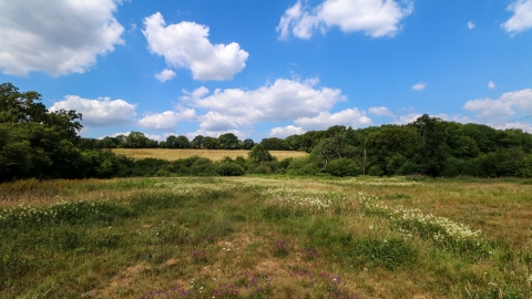 Frogmore Meadows