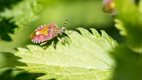 Shield bug