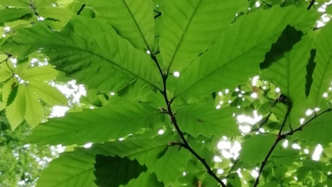 Leaves