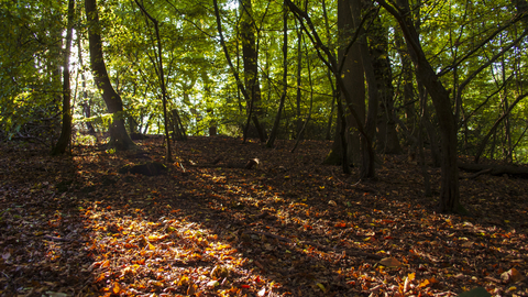 Old Park Wood Nature Reserve