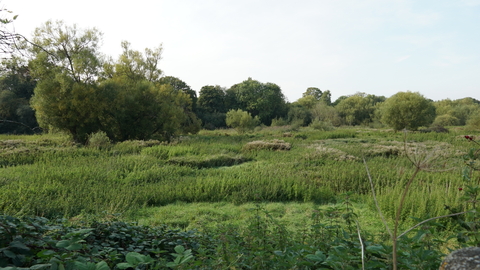 Beane Marsh Nature Reserve