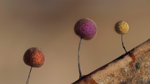 Macro Fungi