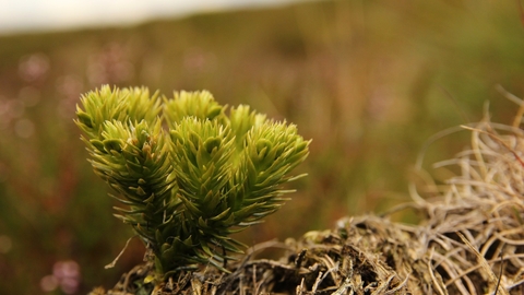 Fir clubmoss, Wildlife Trusts