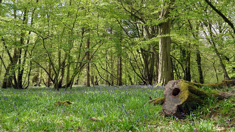 Astonbury Wood bluebell woodland