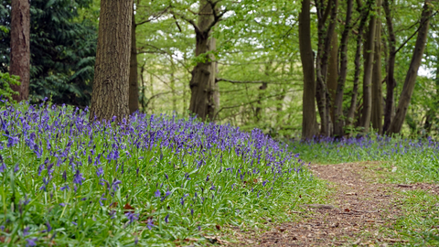 Astonbury Wood