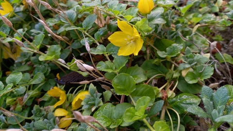 creeping jenny