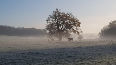 Winter Panshanger Park