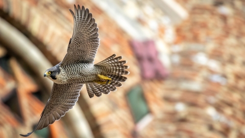 Peregrine Falcon 