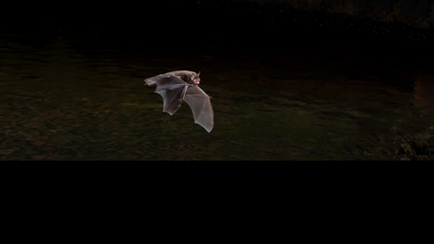 Daubenton Bat flying in the night's sky