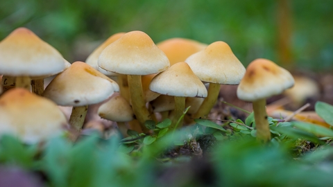 Sulphur tuft fungi growing together on a woodland edge
