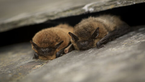 Common Pipistrelle bats