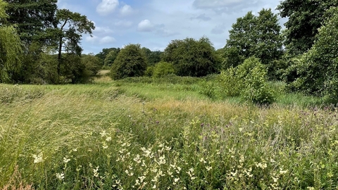 A wildflower meadow edged with trees extending into the distance.