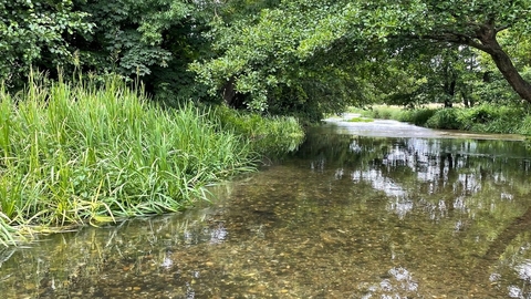 The clear waters of the River Mimram, reflecting the dappled sunlight and revealing the pebble strewn river bed below the surface. Its banks are lush with green vegetation and to the right a tree hangs over the water.