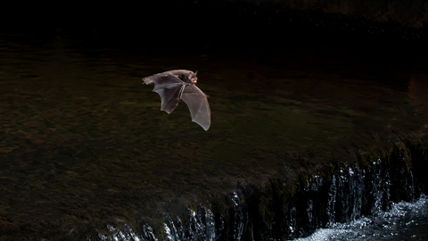 Daubenton's bat