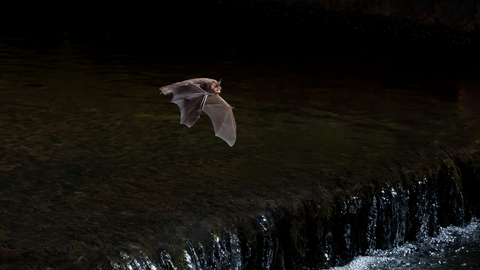 Daubenton's bat 